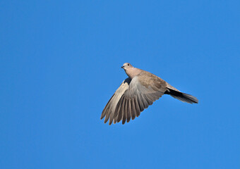 Collared Dove (Streptopelia decaocto), Greece