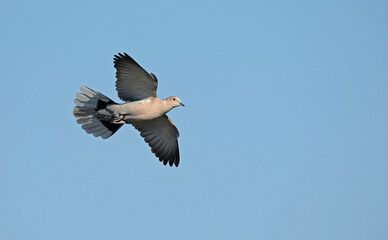 Collared Dove (Streptopelia decaocto), Greece