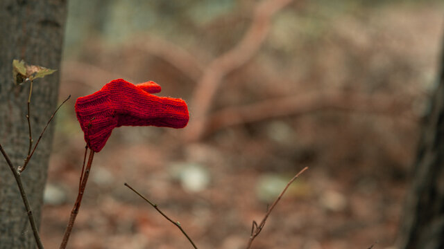Forest, forest in autumn, fallen leaves, glove in the forest, red glove, red glove in the forest, lost glove, glove on a branch