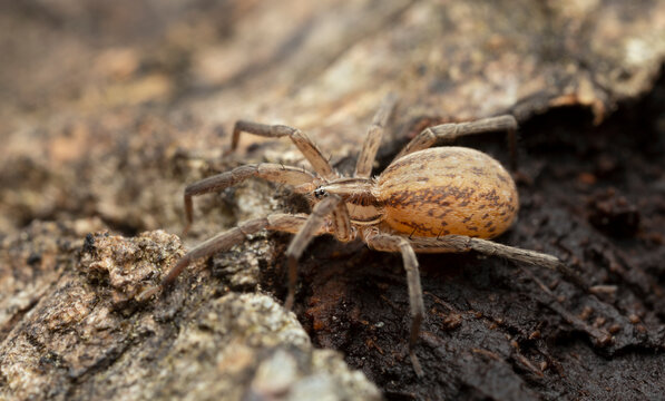 Female prowling spider, Zora spinimana on wood, macro photo