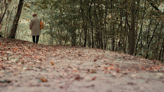 Forest, forest and woman, forest in autumn, fallen leaves