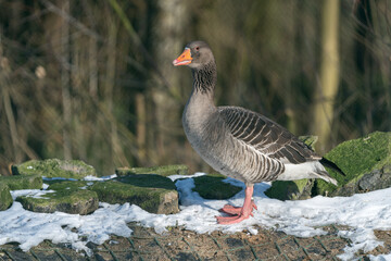 Goose