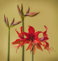 Hippeastrum (amaryllis) Bogota