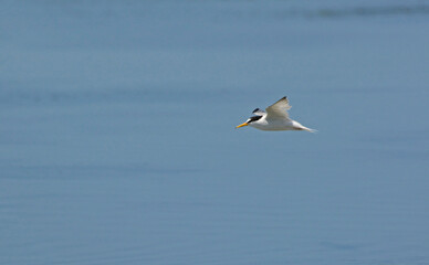 Fototapeta na wymiar Little Tern - Sterna albifrons, Greece 