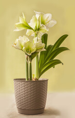 Blooming  hippeastrum (amaryllis)   