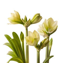Hippeastrum (amaryllis)  