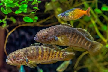 Obraz premium fish in aquarium