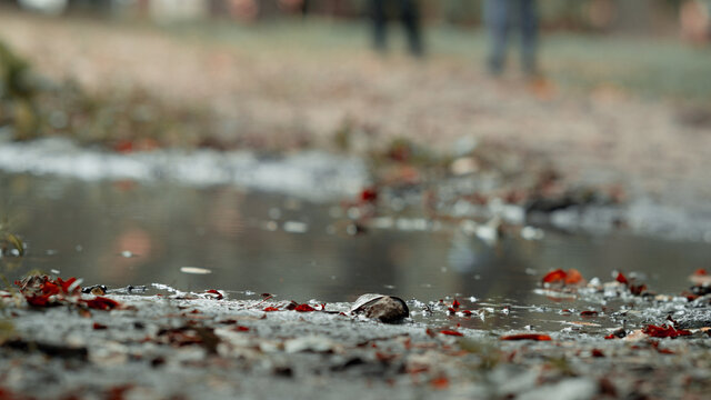 
Puddle, leaves and puddle