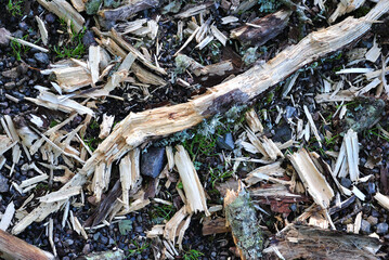 Close Up of Rotting Fallen Branches on Country Path 