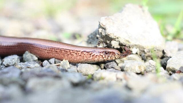 Snake (Anguis fragilis) sticks out his tongue and crawls on a stone path in the forest, close up view.