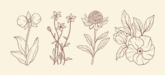 Line art Australian native flowers