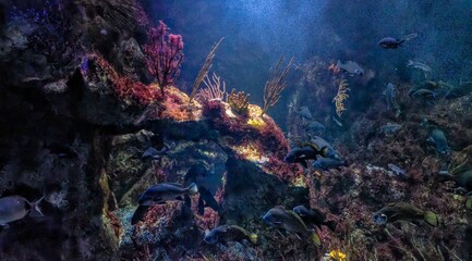 fish in the aquarium