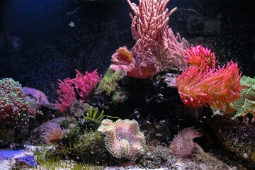 coral reef in aquarium