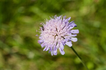 Field scabious (BOT: Knautia arvensis, German: Acker-Witwenblume)