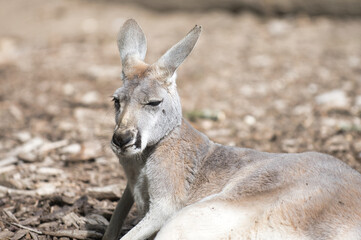 Kangourou