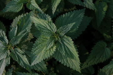 close up of a stinging nettle, view from above
