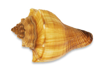 Red conch shell on white background with clipping path
