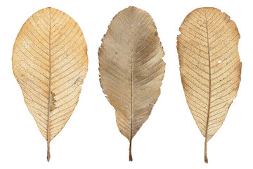 Dirty grunge dry leaves on white background with clipping path