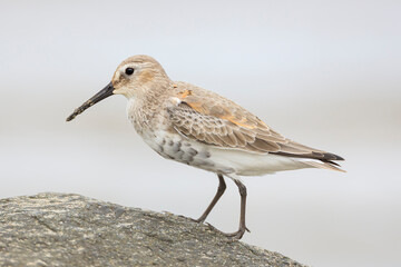 Dunlin from Siberia to Hachinohe, Japan