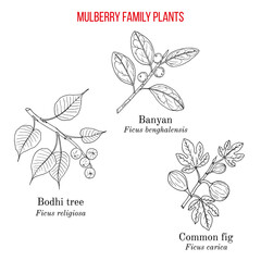 Set of mulberry or fig family plants - fig, banyan and bodhi tree
