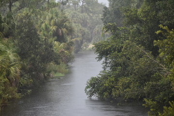 Naklejka na ściany i meble Rain falling in cypress swamp