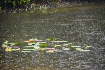 Rain falling in cypress swamp
