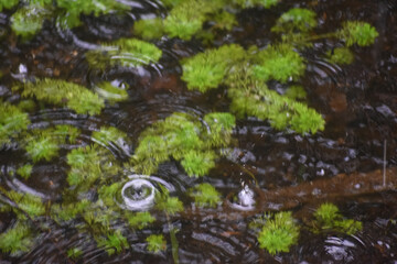 Rain falling in a swamp pond