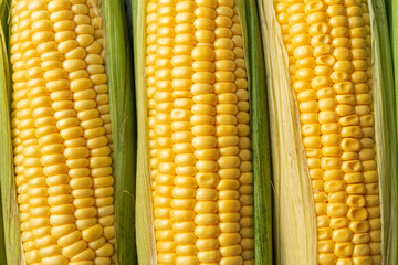 Corn grains on cobs close up. Fresh vegetable. Nature abstract pattern background