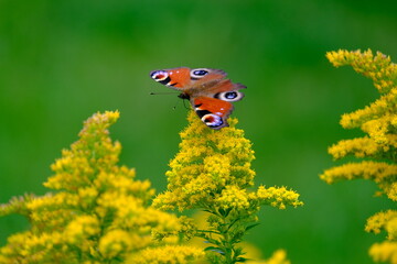 Autumn butterfly © Jaroslaw
