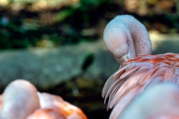 Greater flamingo (Phoenicopterus roseus) is the most widespread and largest species of the flamingo family - Spain
