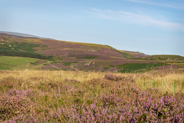 Heather flowering on the Hows Hill from Little Humblemoor in the Scottish Borders, UK