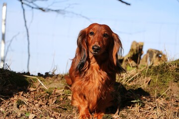 beautiful small red long haired teckel is standing in the garden