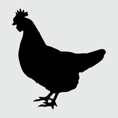Chicken Silhouette, Chicken Isolated On White Background