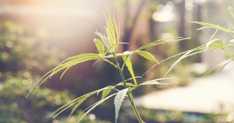 Green Marijuana tree cannabis plant narcotic herbal in greenhouse. Hemp leaf made cannabis crude oil medicine farm on sun light. CBC, THC herb agriculture Weed leaf Drug, medicine healthcare concept