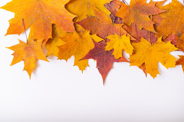 Fallen maple leaves on a white background with blank space. Autumn flat lay