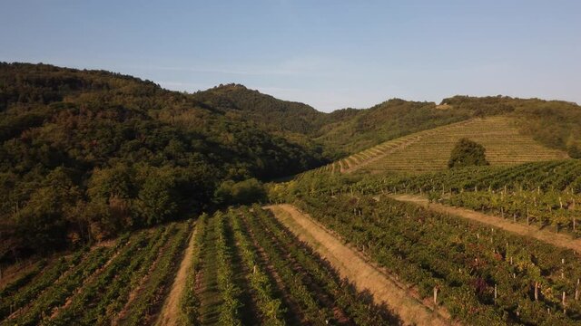 Aerial view of beautiful vineyards in early autumn just before grape harvest