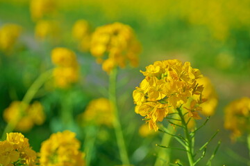 春が香るお花畑