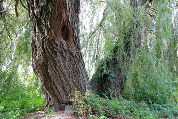 A huge old willow tree on the bank of the river.