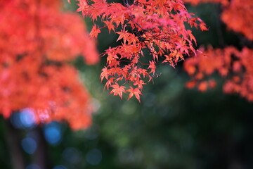 宮城県での紅葉狩り