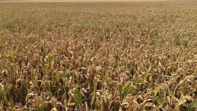 Ripe corn field full of weed from above