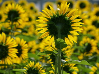 夏の日差しを浴びるヒマワリ