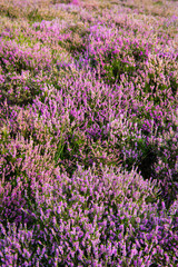 Common Heather (Calluna vulgaris) with the purple flowers in bloom