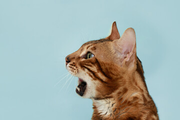 Funny Spotted Bengal kitten with beautiful big eyes. Lovely fluffy cat. Free space for text. Bengal cat evil cute beautiful shows teeth.