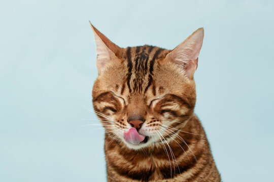 Funny Spotted Bengal kitten with beautiful big green eyes. Lovely fluffy cat licking lips. Free space for text.
