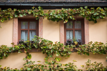 Idyllische Fenster bewachsen mit Weinreben 