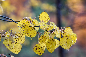 yellow cherry blossom