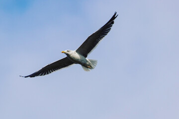 seagull in flight