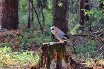 black headed woodpecker
