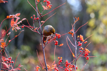 red berries in autumn