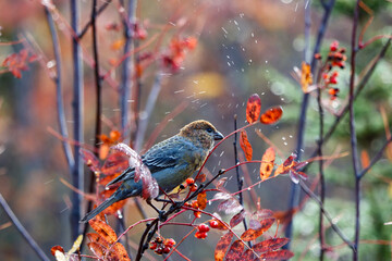 robin on a branch